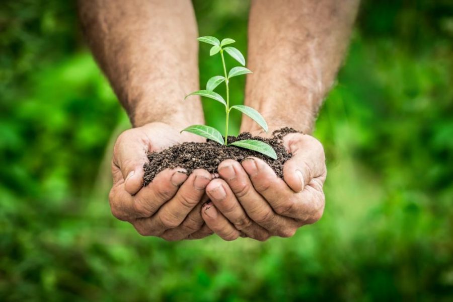 Senior man holding young plant in hands against spring green background. Ecology concept